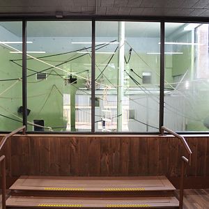 Spider Monkey Viewing Area