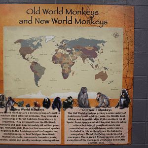 Old World vs New World Monkeys