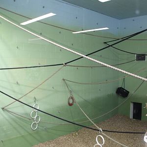 View of Spider Monkey Indoors