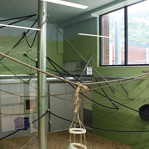 View of Spider Monkey Indoors