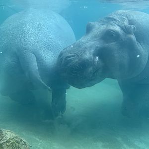 July 2020- Common hippopotamus