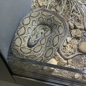July 2020- Russell’s viper