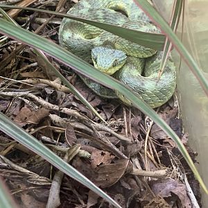 July 2020- Variable bush viper