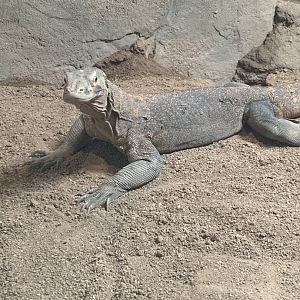 July 2020- Komodo dragon