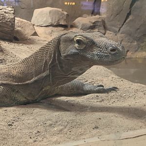 July 2020- Komodo dragon