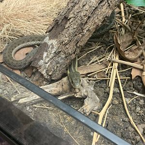 July 2020- Common garter snake