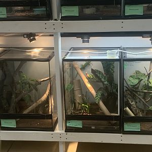 July 2020- Day gecko breeding setups