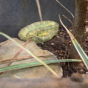 July 2020- Variable bush viper