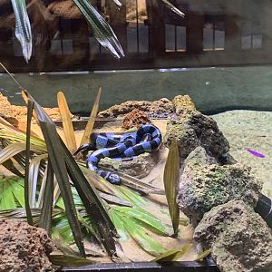 July 2020- Yellow-lipped sea krait