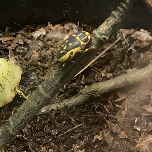 July 2020- Garden fruit chafer