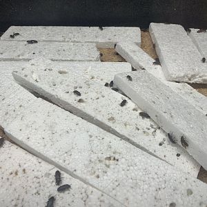 July 2020- Mealworm beetles