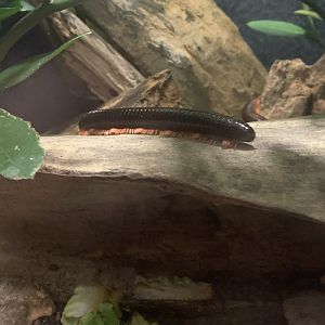 July 2020- Red-legged millipede