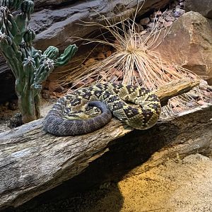July 2020- Black-tailed rattlesnake