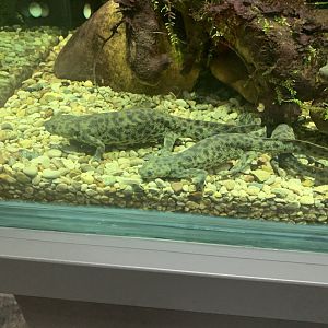 July 2020- Iberian ribbed newts