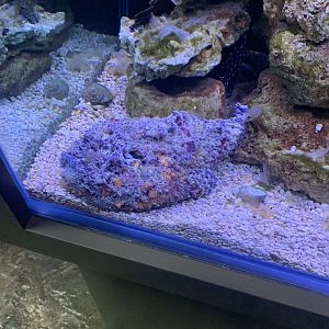 July 2020- Stonefish
