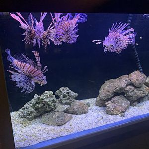 July 2020- Red lionfish