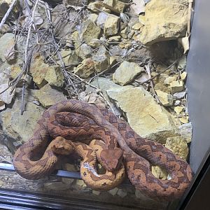 July 2020- European long-nosed vipers