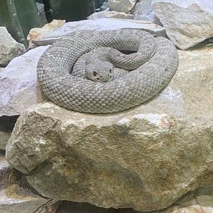 July 2020- Santa Catalina Island rattlesnake