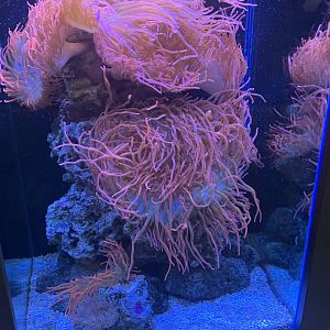 July 2020- Anemone tank