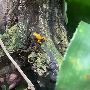 July 2020- Strawberry poison-dart frog