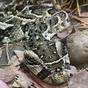 July 2020- Puff adder