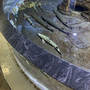July 2020- Lake sturgeon