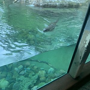 July 2020- North American river otter