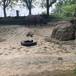 July 2020- Indian rhinoceros
