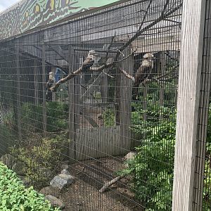 July 2020- Laughing kookaburras