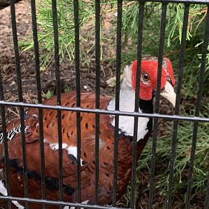 July 2020- Elliot’s pheasant