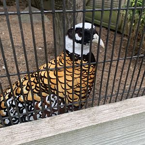 July 2020- Reeves’s pheasant