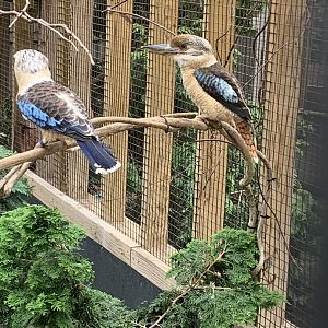 July 2020- Blue-winged kookaburra