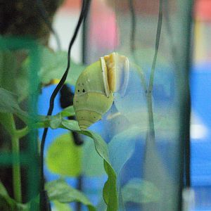 Amphidromus atricallosus ssp. temasek (Temasek Tree Snail)