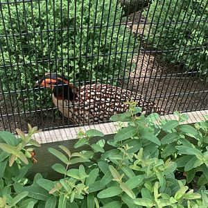July 2020- Cabot’s tragopan