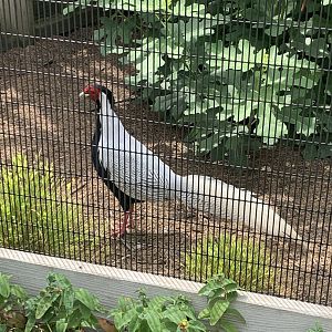 July 2020- Silver pheasant