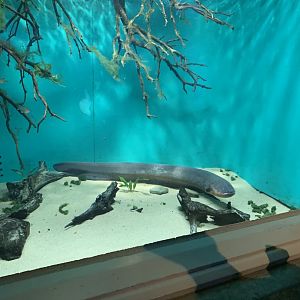 July 2020- Electric eel