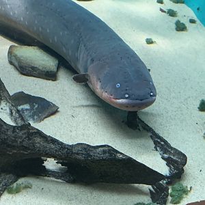 July 2020- Electric eel