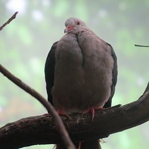 Pink Pigeon