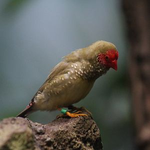 Star Finch