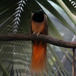 Raggiana Bird-of-Paradise