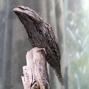 Tawny Frogmouth