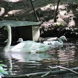Trumpeter Swan Cygnets
