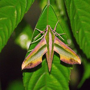 Pergesa acteus (Sphinx Moth)