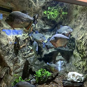 July 2020- Red-bellied piranha