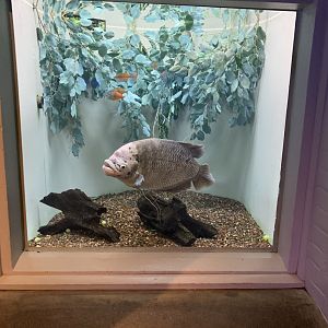 July 2020- Giant gourami, Bosemani rainbowfish and Red rainbowfish