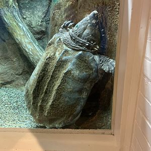 July 2020- Alligator snapping turtle