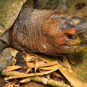 Heosemys grandis (Giant Asian Pond Turtle)