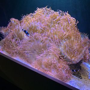 July 2020- Clownfish and anemones