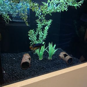 July 2020- Siamese fighting fish