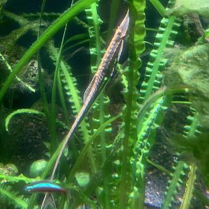 July 2020- Twig catfish